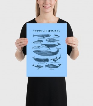 Types of Whales Poster