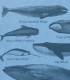Types of Whales