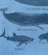Types of Whales
