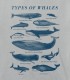 Types of Whales (Silver)